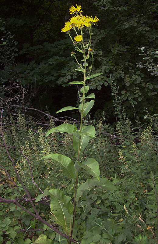 Изображение особи Inula helenium.