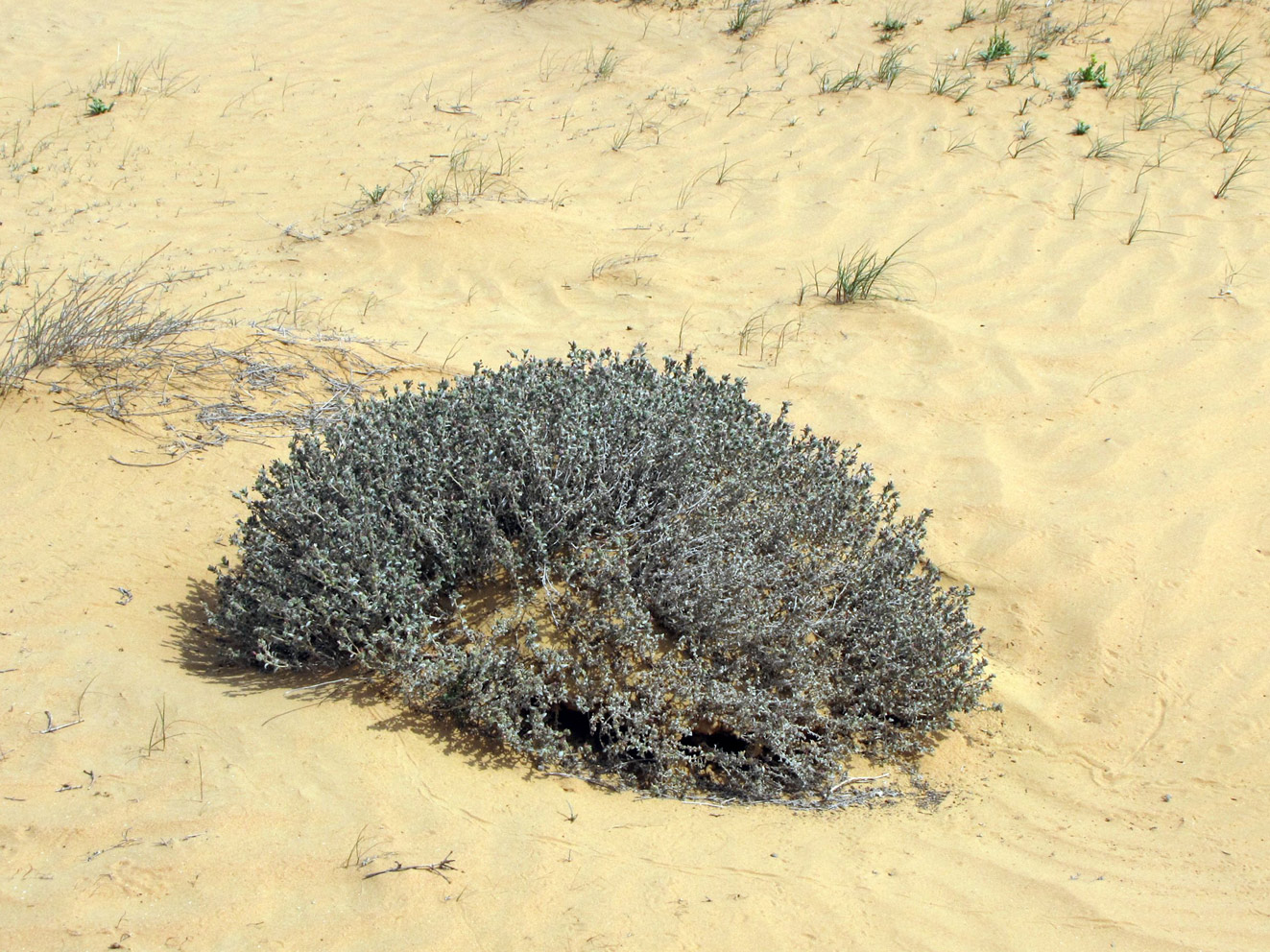 Изображение особи Moltkiopsis ciliata.