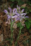 Limodorum abortivum var. viride