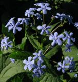Image of taxon representative. Author is Николай Степанов