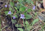 Viola rupestris