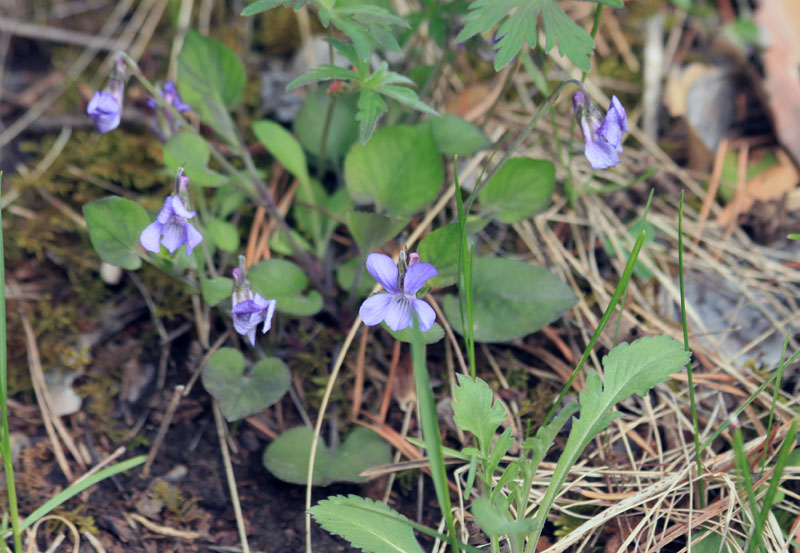 Изображение особи Viola rupestris.