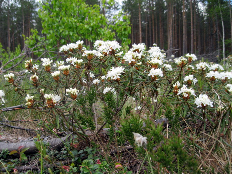 Image of Ledum palustre specimen.