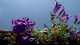 Campanula bayerniana