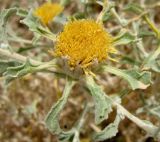 Anvillea garcinii