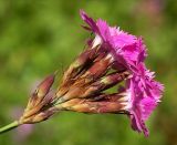 Dianthus carthusianorum