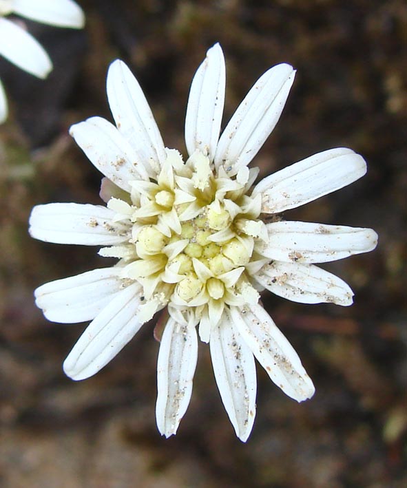 Image of Endocellion sibiricum specimen.