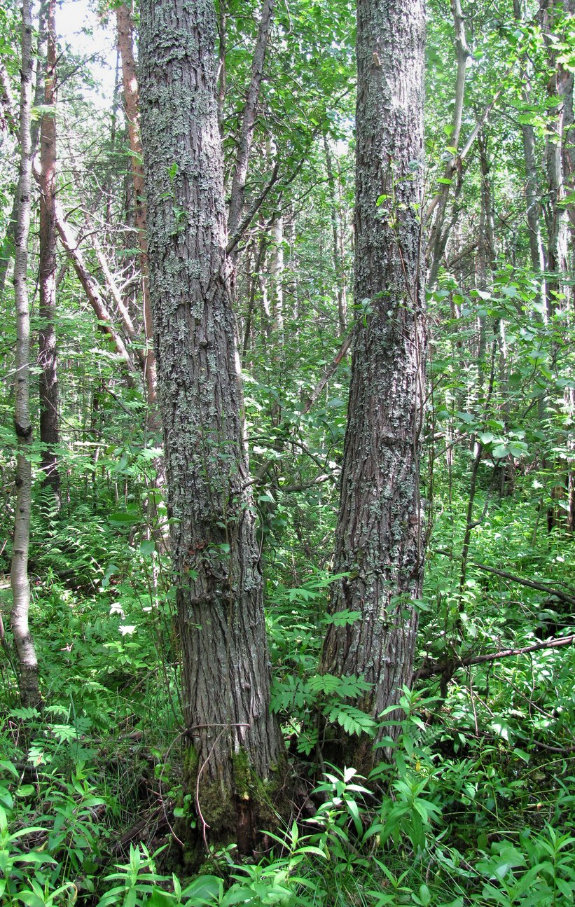Image of Salix pentandra specimen.