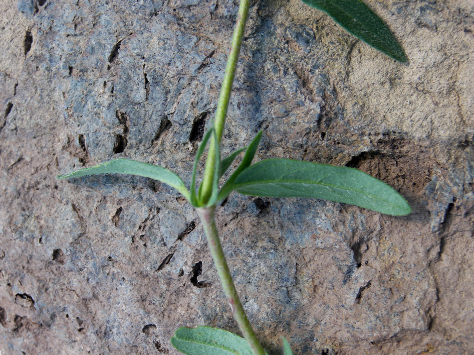 Image of Helianthemum ovatum specimen.