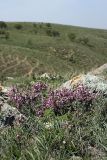 Cerasus tianshanica. Цветущее растение. Южный Казахстан, горы Каракус; высота 1000 м н.у.м. 20.04.2012.