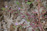 Lythrum tribracteatum