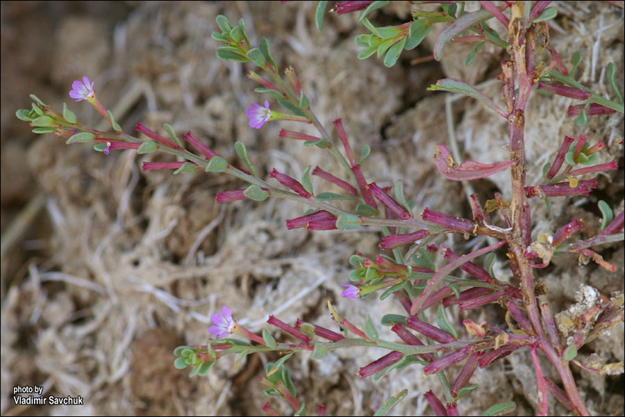 Image of Lythrum tribracteatum specimen.