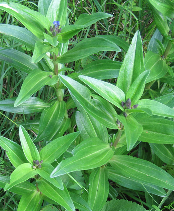 Image of Gentiana cruciata specimen.