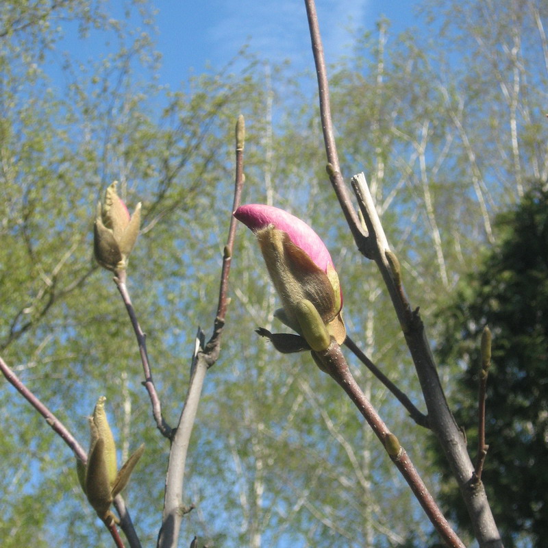 Image of Magnolia × soulangeana specimen.