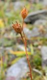 Saxifraga cespitosa. Верхушка побега с плодами. Полярный Урал, верховья р. Большой Ханмей. 10.08.2012.