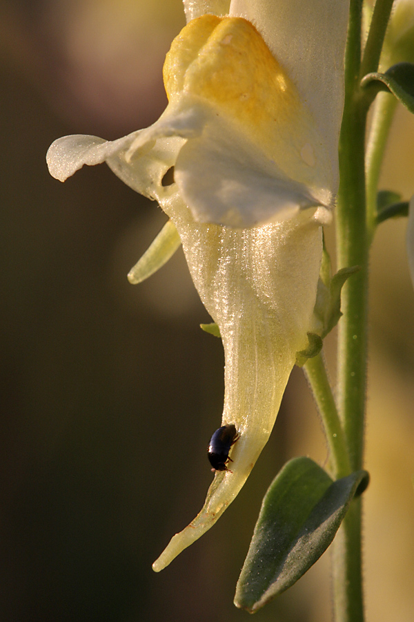 Image of Linaria vulgaris specimen.