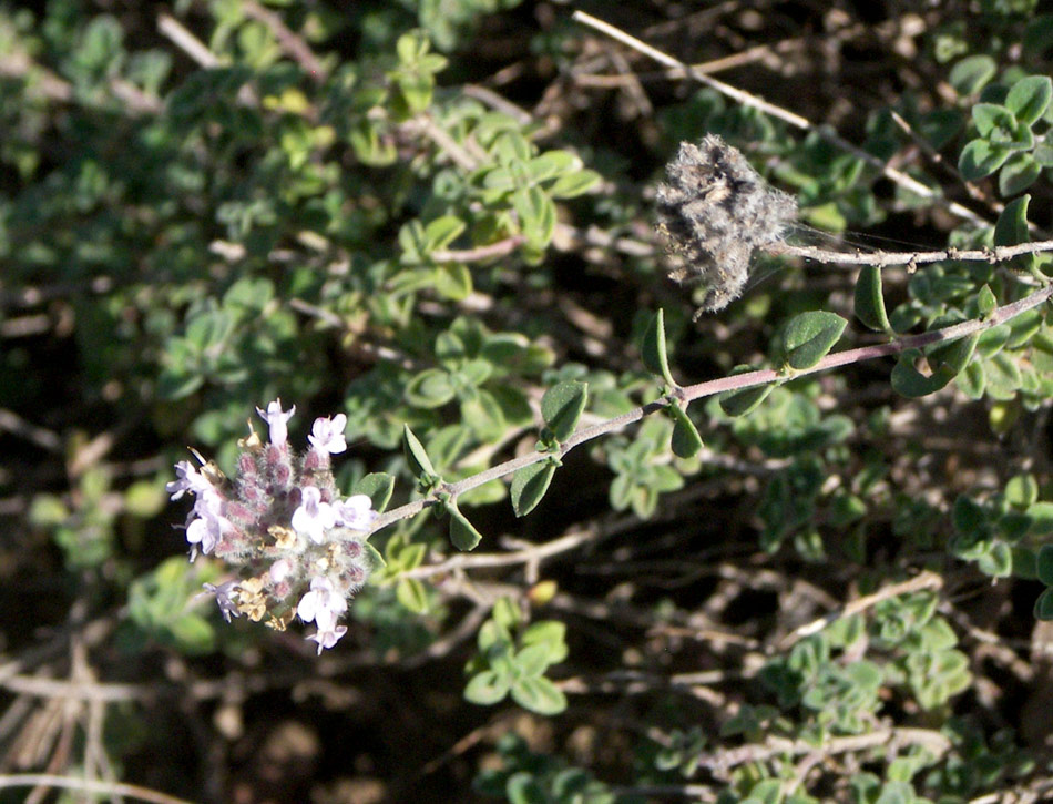 Image of Ziziphora biebersteiniana specimen.
