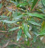 Berberis julianae