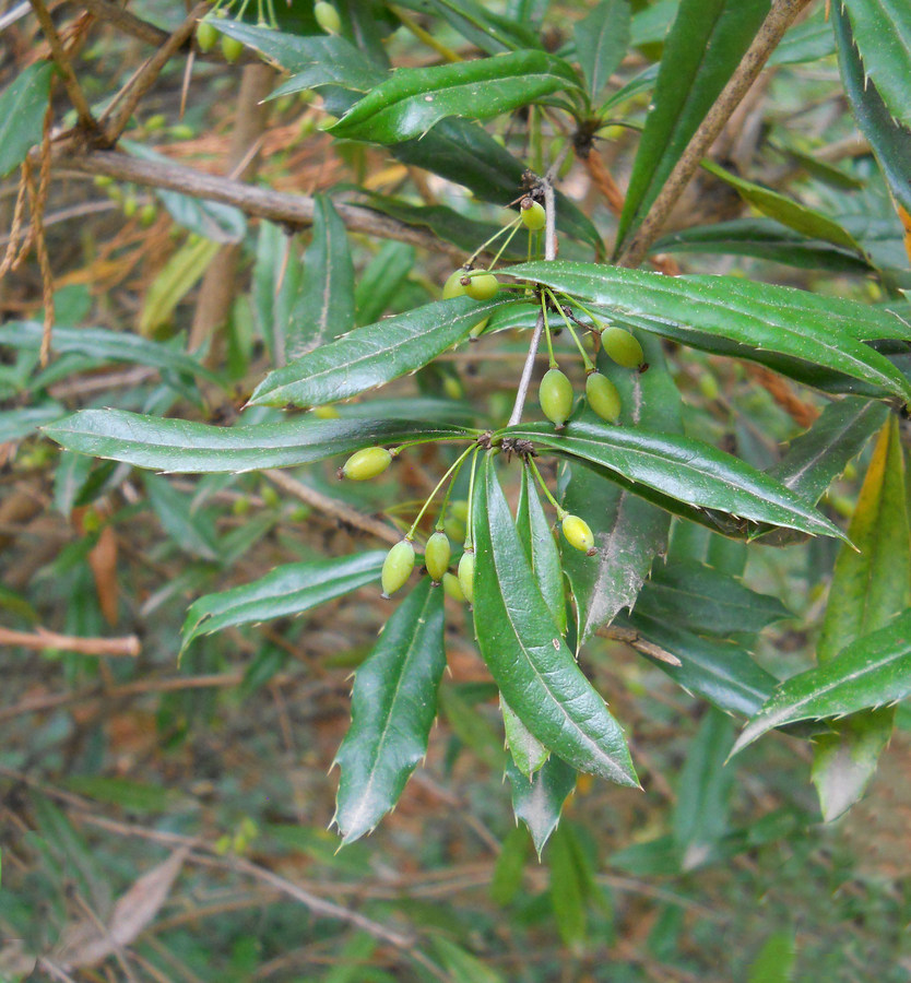 Image of Berberis julianae specimen.