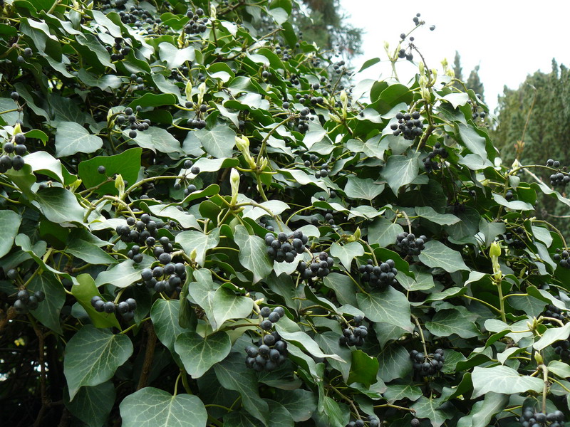 Image of Hedera helix specimen.