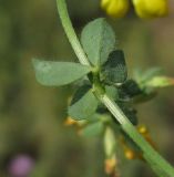 Lotus corniculatus. Лист. Московская обл., Серебрянопрудский р-н, склон террасы р. Кудесна. 01.07.2012.