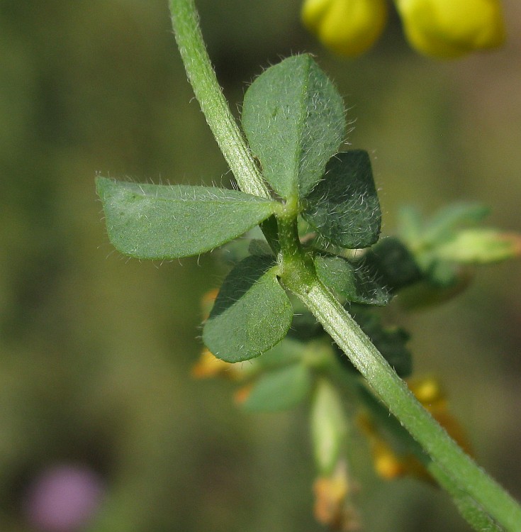 Изображение особи Lotus corniculatus.