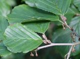 род Hamamelis
