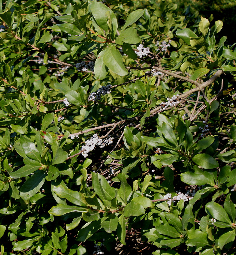 Image of Myrica pensylvanica specimen.