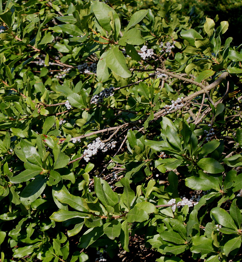 Изображение особи Myrica pensylvanica.