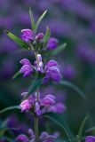 Phlomis pungens