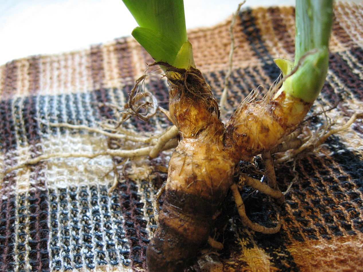 Image of Iris aphylla specimen.