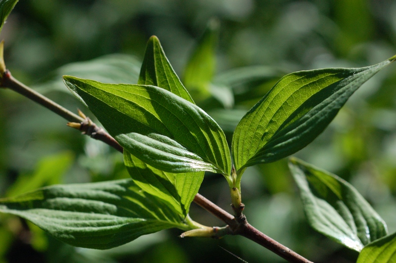 Image of Cornus mas specimen.