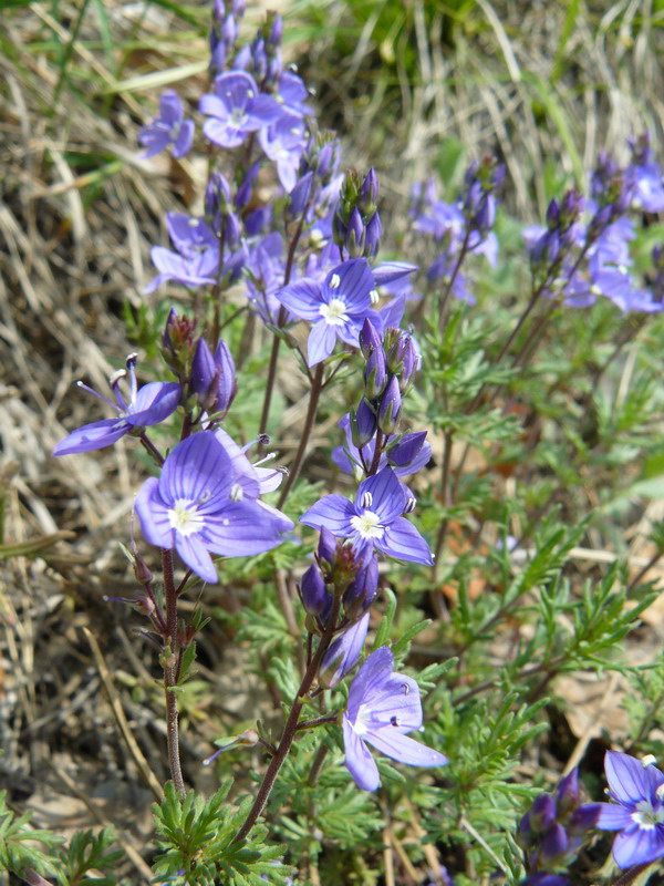 Image of Veronica jacquinii specimen.
