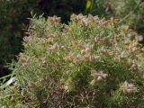 Ulex europaeus