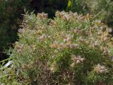 Ulex europaea