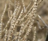 Salicornia perennans