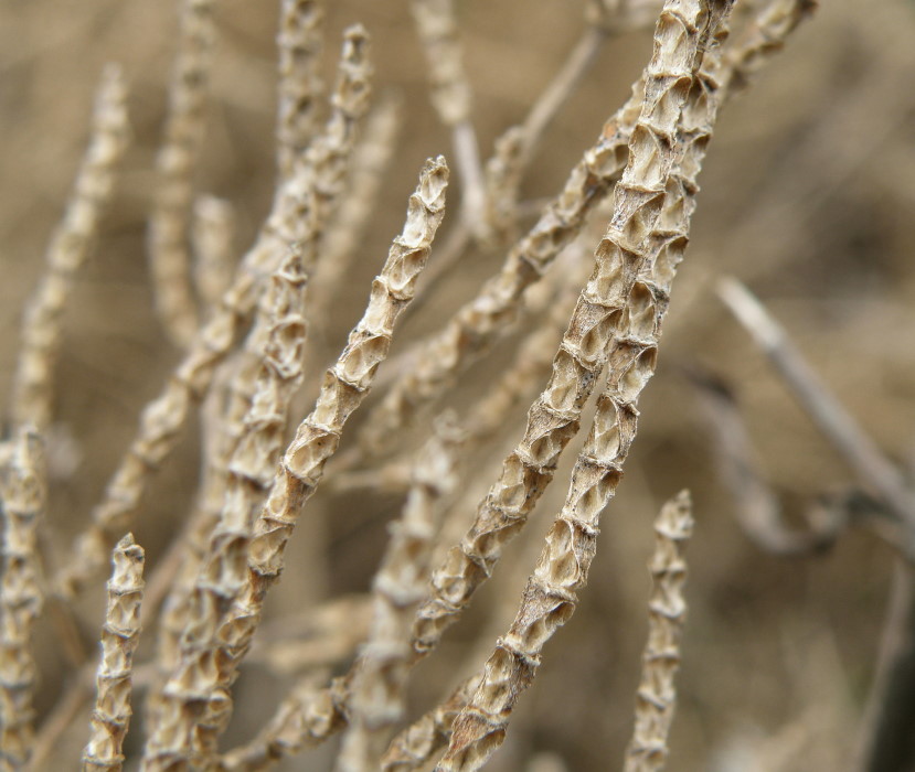 Изображение особи Salicornia perennans.