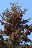 Picea obovata. Верхняя часть кроны плодоносящего растения. Иркутск, Студгородок, во дворе. 23.02.2013.