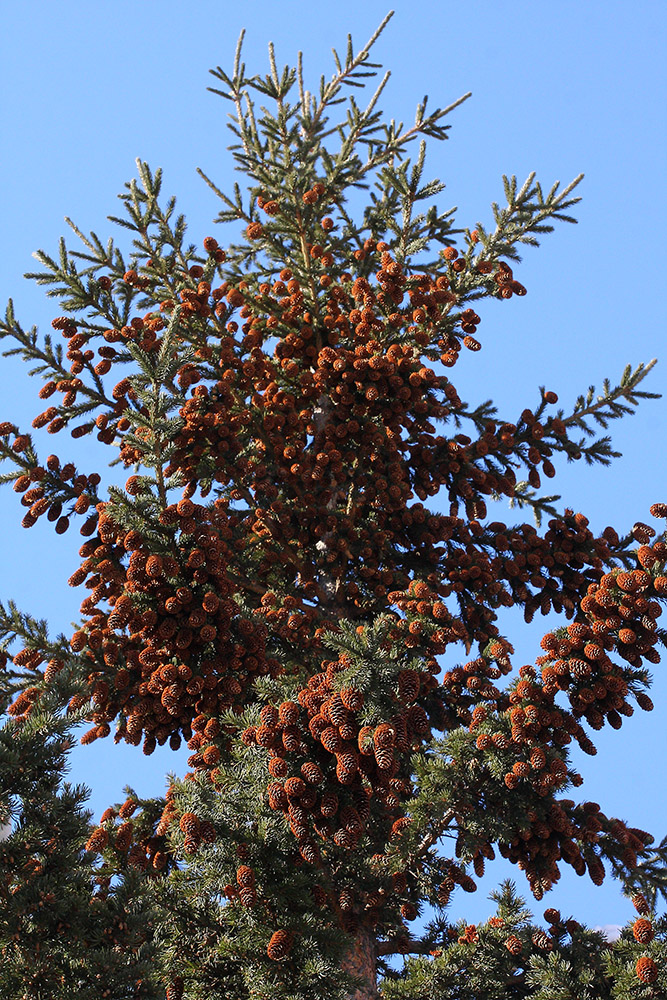 Изображение особи Picea obovata.