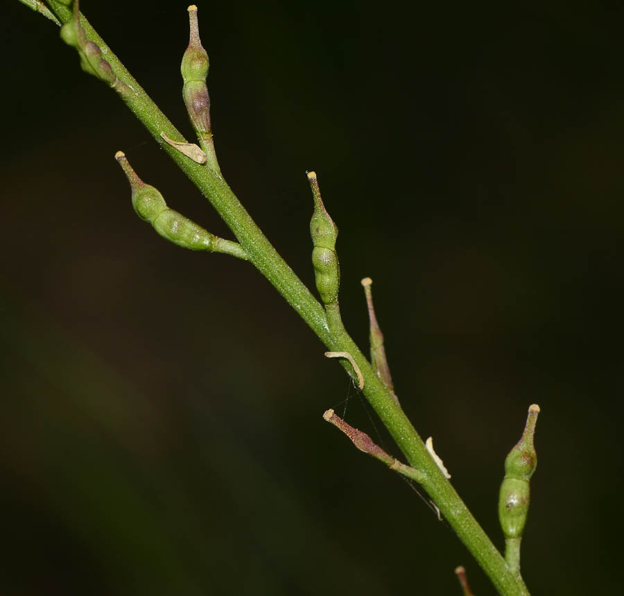 Изображение особи Erucaria microcarpa.