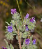 Echium rauwolfii