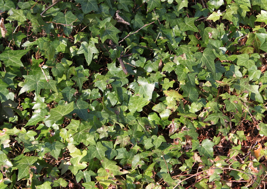 Image of Hedera helix specimen.