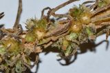 Ifloga подвид albescens