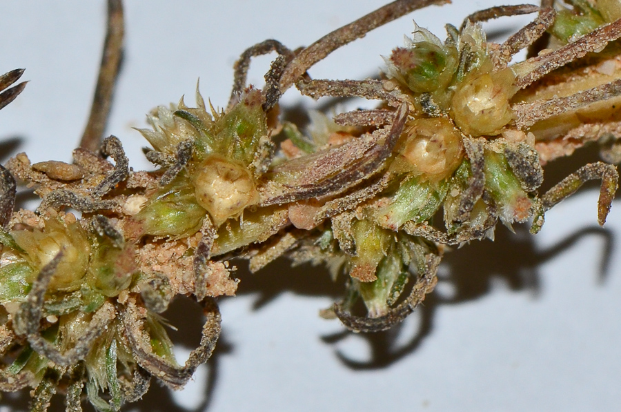 Image of Ifloga spicata ssp. albescens specimen.