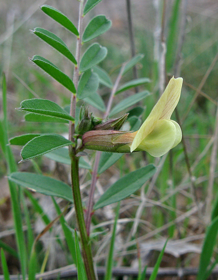 Image of Vicia grandiflora specimen.