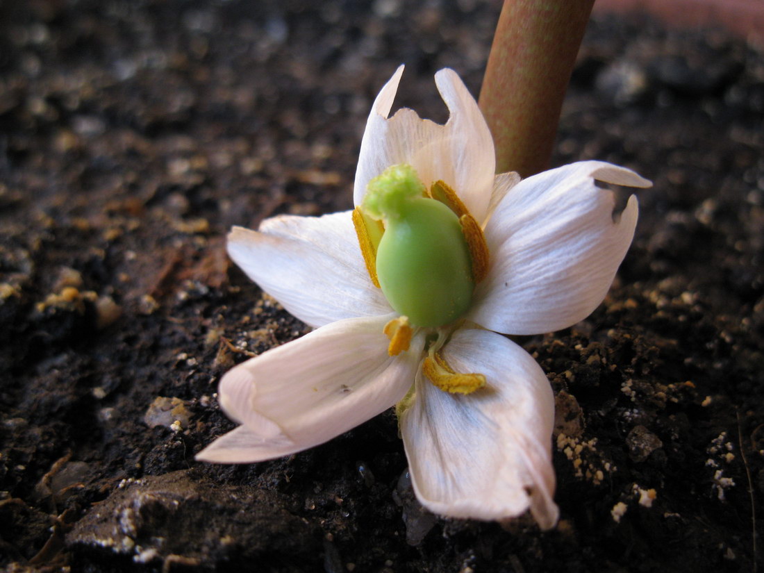 Изображение особи Sinopodophyllum hexandrum.