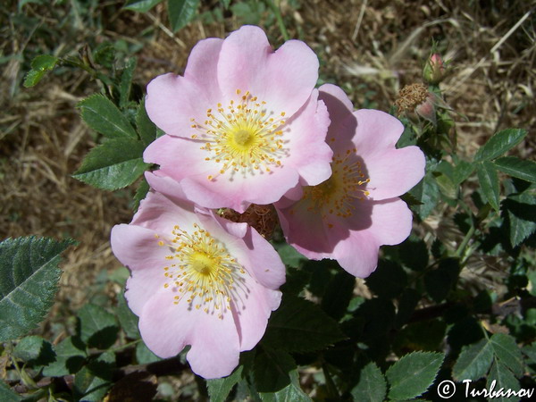 Изображение особи Rosa canina.