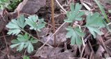 Corydalis caucasica