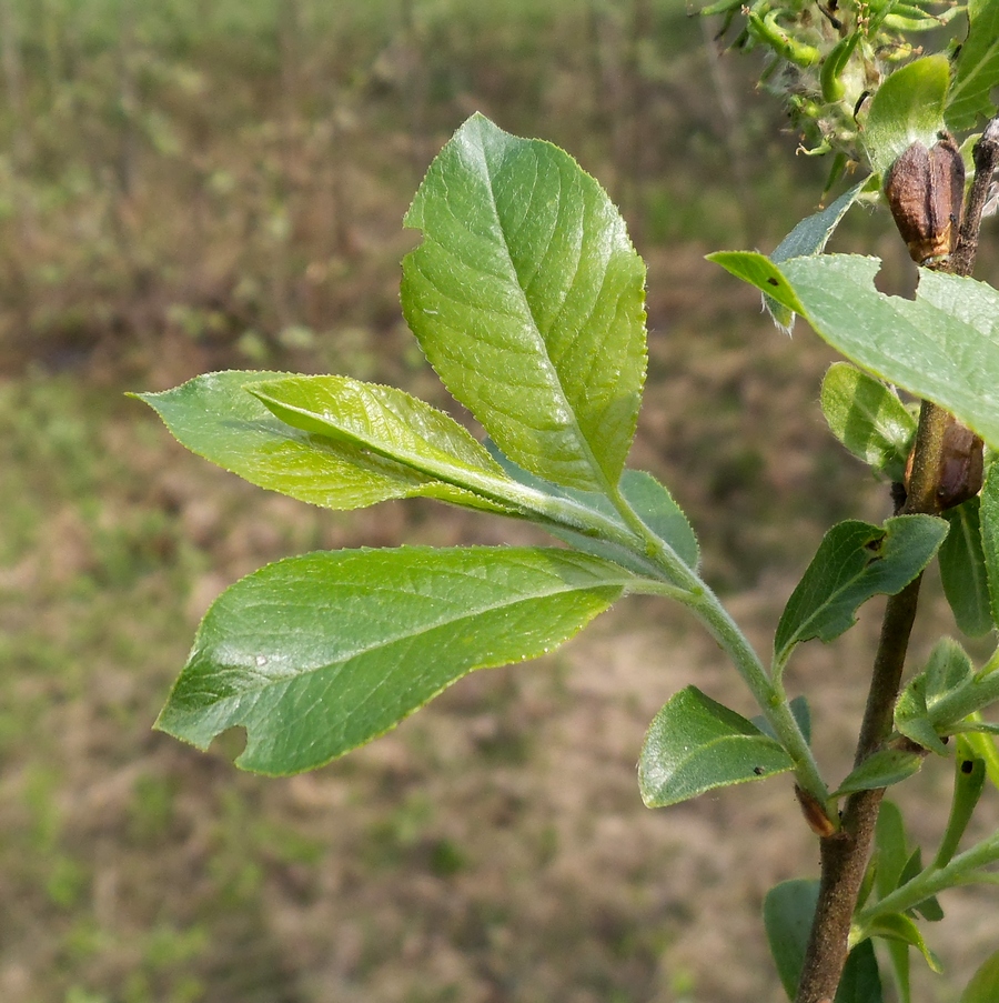 Изображение особи Salix myrsinifolia.