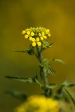 Sisymbrium loeselii